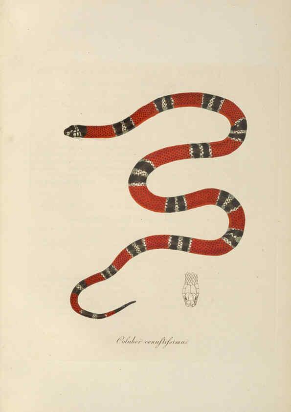 Reproducción/Reproduction 6012423278: Abbildungen zur Naturgeschichte Brasiliens Weimar :im Verlage des Grossherzogl. Sächs. priv. Landes-Industrie-Comptoirs,1822-1831