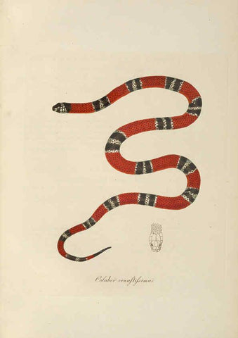 Reproducción/Reproduction 6012423278: Abbildungen zur Naturgeschichte Brasiliens Weimar :im Verlage des Grossherzogl. Sächs. priv. Landes-Industrie-Comptoirs,1822-1831