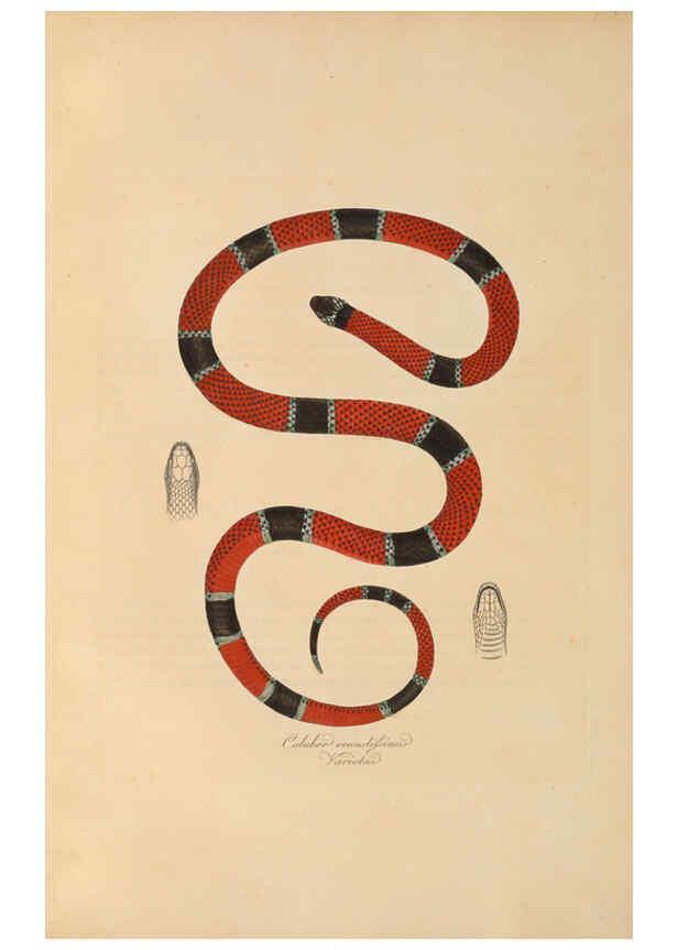 Reproducción/Reproduction 6011876299: Abbildungen zur Naturgeschichte Brasiliens Weimar :im Verlage des Grossherzogl. Sächs. priv. Landes-Industrie-Comptoirs,1822-1831