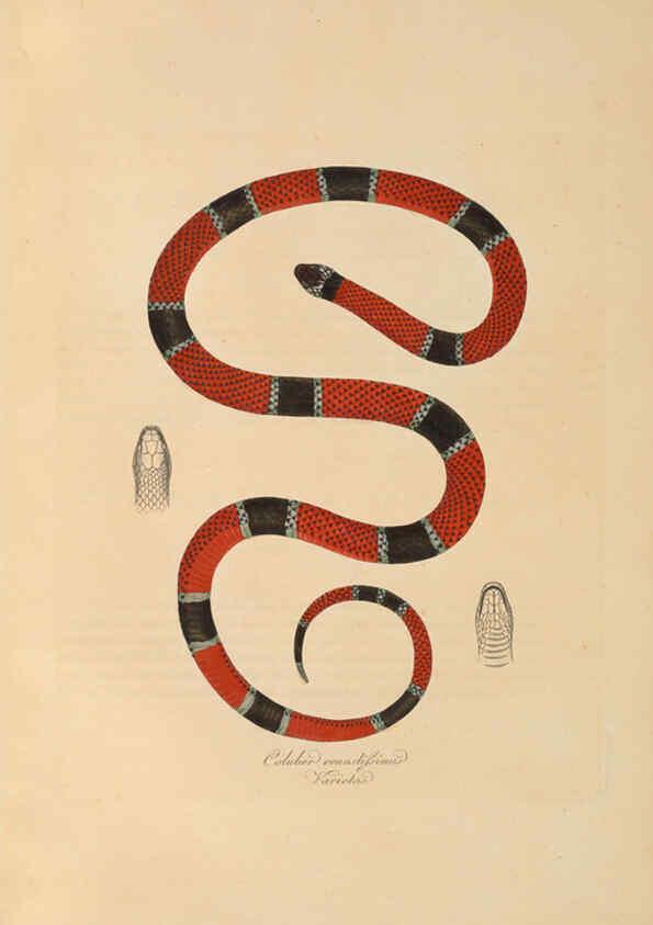 Reproducción/Reproduction 6011876299: Abbildungen zur Naturgeschichte Brasiliens Weimar :im Verlage des Grossherzogl. Sächs. priv. Landes-Industrie-Comptoirs,1822-1831