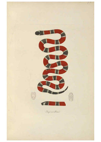 Reproducción/Reproduction 6012423754: Abbildungen zur Naturgeschichte Brasiliens Weimar :im Verlage des Grossherzogl. Sächs. priv. Landes-Industrie-Comptoirs,1822-1831
