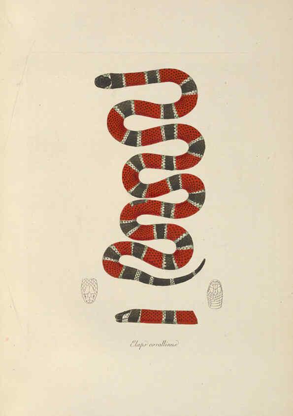 Reproducción/Reproduction 6012423754: Abbildungen zur Naturgeschichte Brasiliens Weimar :im Verlage des Grossherzogl. Sächs. priv. Landes-Industrie-Comptoirs,1822-1831