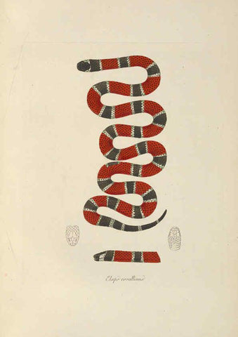 Reproducción/Reproduction 6012423754: Abbildungen zur Naturgeschichte Brasiliens Weimar :im Verlage des Grossherzogl. Sächs. priv. Landes-Industrie-Comptoirs,1822-1831
