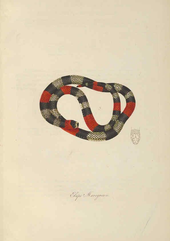 Reproducción/Reproduction 6011876763: Abbildungen zur Naturgeschichte Brasiliens Weimar :im Verlage des Grossherzogl. Sächs. priv. Landes-Industrie-Comptoirs,1822-1831