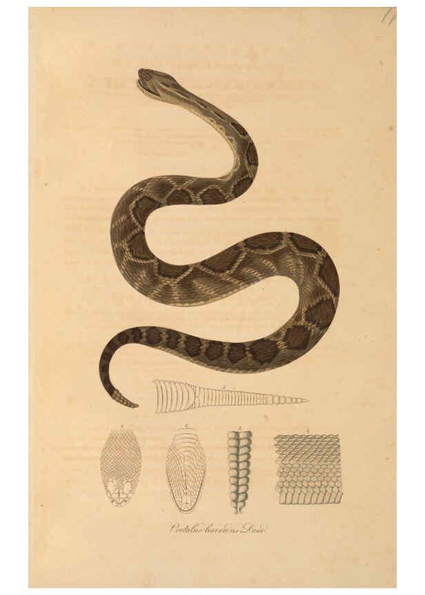 Reproducción/Reproduction 6012424318: Abbildungen zur Naturgeschichte Brasiliens Weimar :im Verlage des Grossherzogl. Sächs. priv. Landes-Industrie-Comptoirs,1822-1831