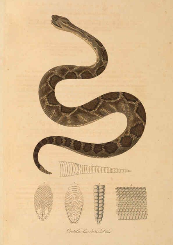 Reproducción/Reproduction 6012424318: Abbildungen zur Naturgeschichte Brasiliens Weimar :im Verlage des Grossherzogl. Sächs. priv. Landes-Industrie-Comptoirs,1822-1831
