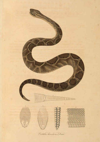 Reproducción/Reproduction 6012424318: Abbildungen zur Naturgeschichte Brasiliens Weimar :im Verlage des Grossherzogl. Sächs. priv. Landes-Industrie-Comptoirs,1822-1831