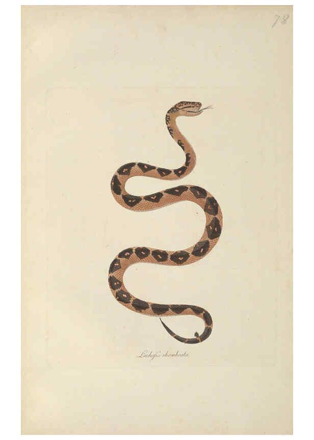 Reproducción/Reproduction 6012424548: Abbildungen zur Naturgeschichte Brasiliens Weimar :im Verlage des Grossherzogl. Sächs. priv. Landes-Industrie-Comptoirs,1822-1831