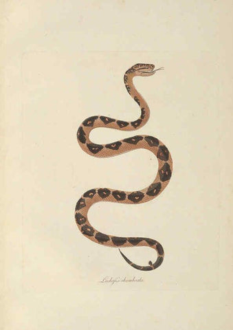 Reproducción/Reproduction 6012424548: Abbildungen zur Naturgeschichte Brasiliens Weimar :im Verlage des Grossherzogl. Sächs. priv. Landes-Industrie-Comptoirs,1822-1831