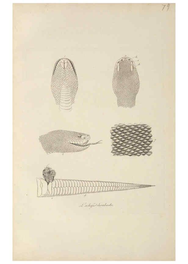 Reproducción/Reproduction 6012424850: Abbildungen zur Naturgeschichte Brasiliens Weimar :im Verlage des Grossherzogl. Sächs. priv. Landes-Industrie-Comptoirs,1822-1831