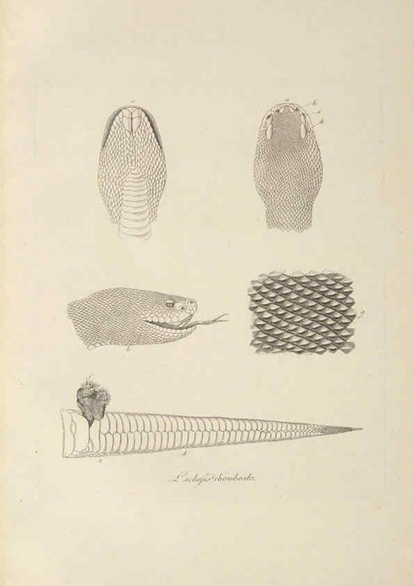 Reproducción/Reproduction 6012424850: Abbildungen zur Naturgeschichte Brasiliens Weimar :im Verlage des Grossherzogl. Sächs. priv. Landes-Industrie-Comptoirs,1822-1831