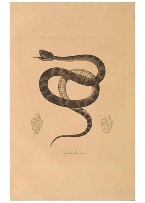 Reproducción/Reproduction 6012425092: Abbildungen zur Naturgeschichte Brasiliens Weimar :im Verlage des Grossherzogl. Sächs. priv. Landes-Industrie-Comptoirs,1822-1831