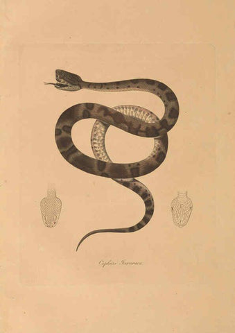 Reproducción/Reproduction 6012425092: Abbildungen zur Naturgeschichte Brasiliens Weimar :im Verlage des Grossherzogl. Sächs. priv. Landes-Industrie-Comptoirs,1822-1831