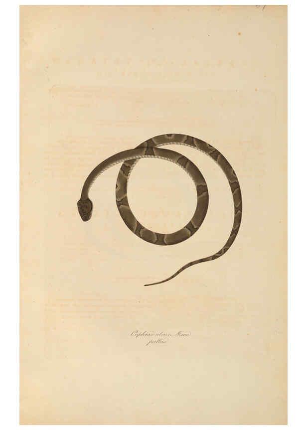 Reproducción/Reproduction 6011878175: Abbildungen zur Naturgeschichte Brasiliens Weimar :im Verlage des Grossherzogl. Sächs. priv. Landes-Industrie-Comptoirs,1822-1831