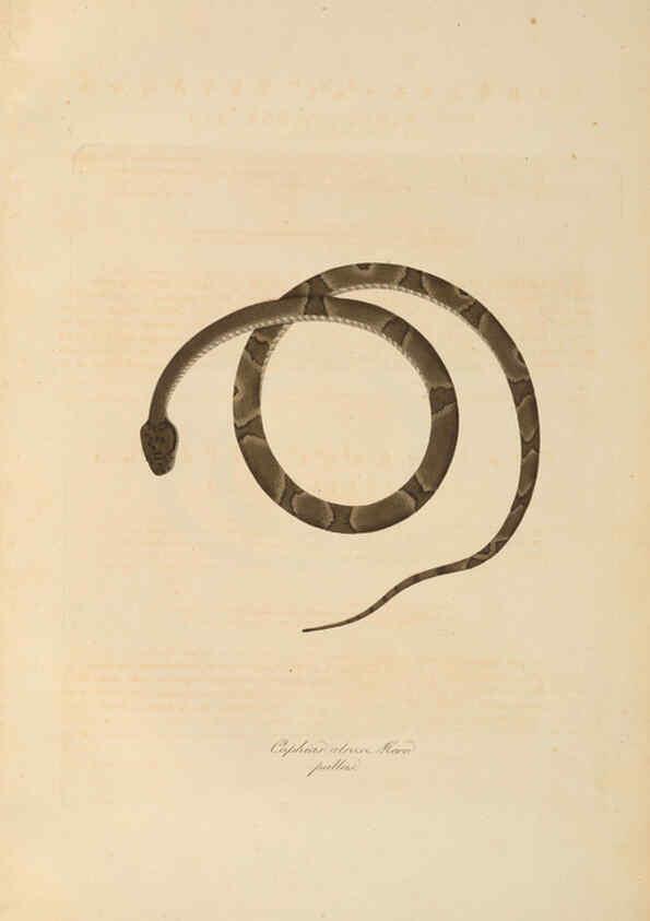 Reproducción/Reproduction 6011878175: Abbildungen zur Naturgeschichte Brasiliens Weimar :im Verlage des Grossherzogl. Sächs. priv. Landes-Industrie-Comptoirs,1822-1831