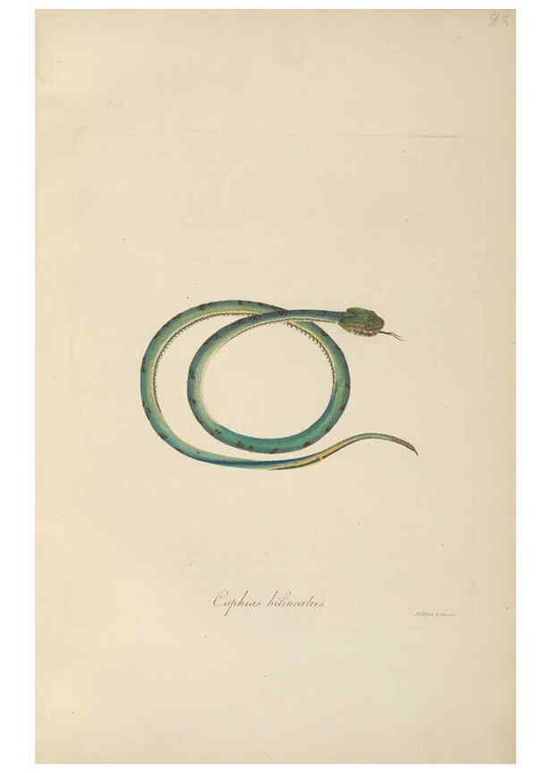 Reproducción/Reproduction 6012425666: Abbildungen zur Naturgeschichte Brasiliens Weimar :im Verlage des Grossherzogl. Sächs. priv. Landes-Industrie-Comptoirs,1822-1831