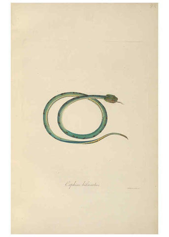 Reproducción/Reproduction 6012425666: Abbildungen zur Naturgeschichte Brasiliens Weimar :im Verlage des Grossherzogl. Sächs. priv. Landes-Industrie-Comptoirs,1822-1831