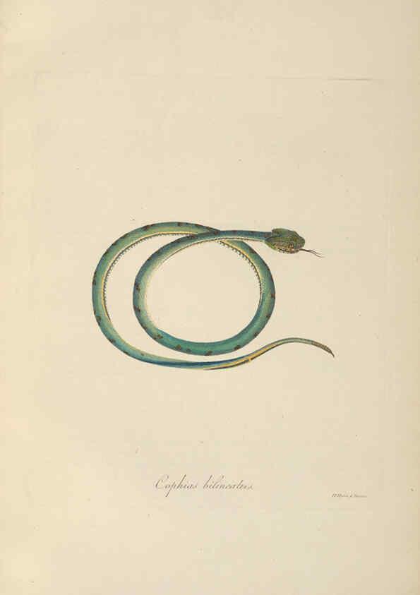 Reproducción/Reproduction 6012425666: Abbildungen zur Naturgeschichte Brasiliens Weimar :im Verlage des Grossherzogl. Sächs. priv. Landes-Industrie-Comptoirs,1822-1831