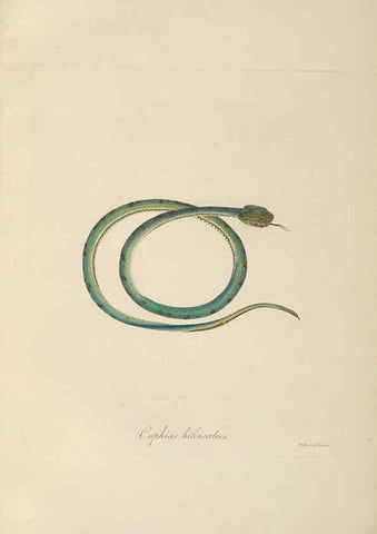 Reproducción/Reproduction 6012425666: Abbildungen zur Naturgeschichte Brasiliens Weimar :im Verlage des Grossherzogl. Sächs. priv. Landes-Industrie-Comptoirs,1822-1831