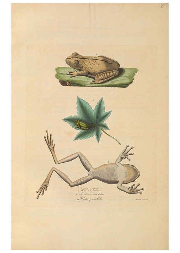 Reproducción/Reproduction 6011878779: Abbildungen zur Naturgeschichte Brasiliens Weimar :im Verlage des Grossherzogl. Sächs. priv. Landes-Industrie-Comptoirs,1822-1831