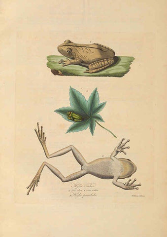 Reproducción/Reproduction 6011878779: Abbildungen zur Naturgeschichte Brasiliens Weimar :im Verlage des Grossherzogl. Sächs. priv. Landes-Industrie-Comptoirs,1822-1831