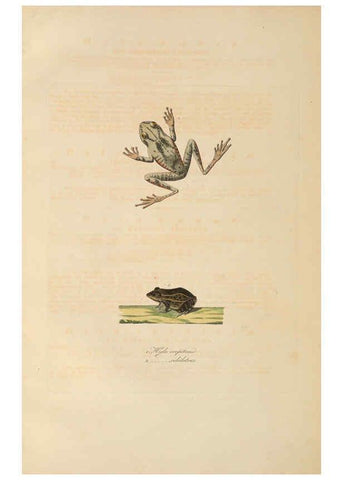 Reproducción/Reproduction 6011879117: Abbildungen zur Naturgeschichte Brasiliens Weimar :im Verlage des Grossherzogl. Sächs. priv. Landes-Industrie-Comptoirs,1822-1831