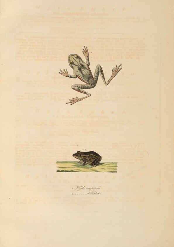 Reproducción/Reproduction 6011879117: Abbildungen zur Naturgeschichte Brasiliens Weimar :im Verlage des Grossherzogl. Sächs. priv. Landes-Industrie-Comptoirs,1822-1831