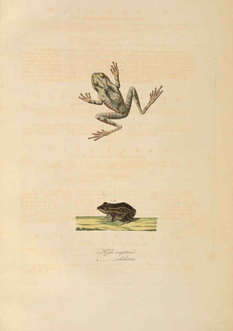 Reproducción/Reproduction 6011879117: Abbildungen zur Naturgeschichte Brasiliens Weimar :im Verlage des Grossherzogl. Sächs. priv. Landes-Industrie-Comptoirs,1822-1831