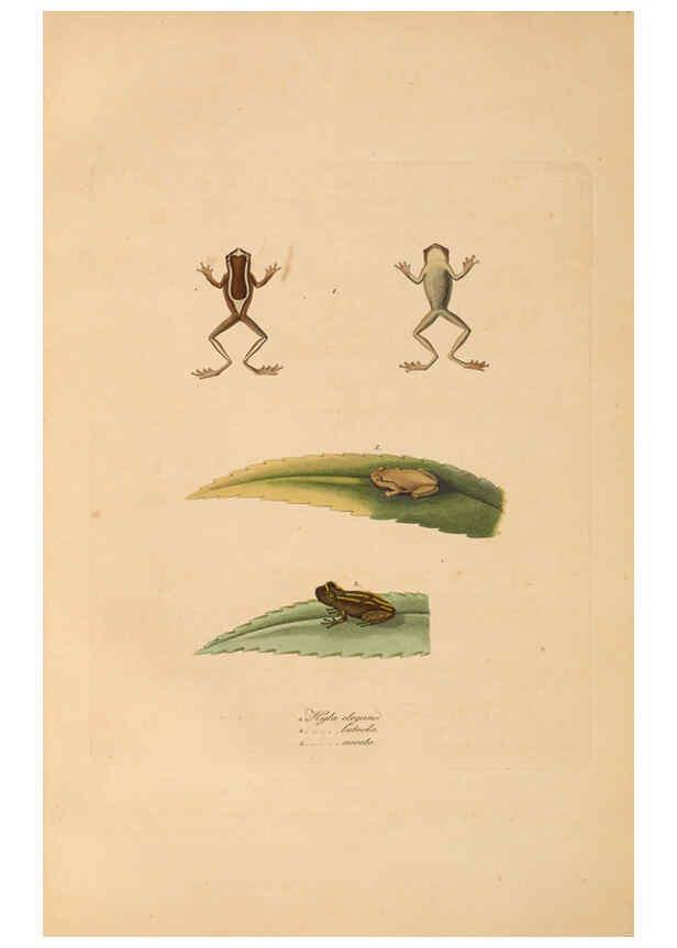 Reproducción/Reproduction 6012426582: Abbildungen zur Naturgeschichte Brasiliens Weimar :im Verlage des Grossherzogl. Sächs. priv. Landes-Industrie-Comptoirs,1822-1831