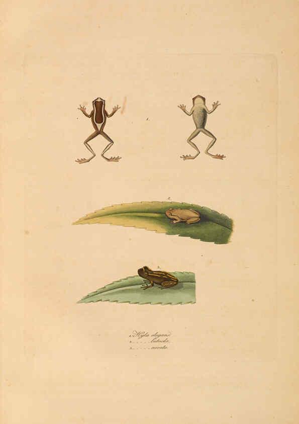 Reproducción/Reproduction 6012426582: Abbildungen zur Naturgeschichte Brasiliens Weimar :im Verlage des Grossherzogl. Sächs. priv. Landes-Industrie-Comptoirs,1822-1831