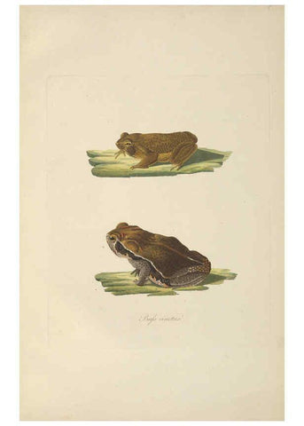 Reproducción/Reproduction 6012427202: Abbildungen zur Naturgeschichte Brasiliens Weimar :im Verlage des Grossherzogl. Sächs. priv. Landes-Industrie-Comptoirs,1822-1831
