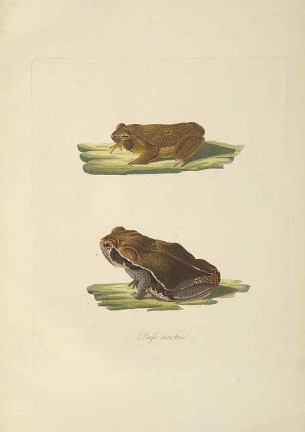 Reproducción/Reproduction 6012427202: Abbildungen zur Naturgeschichte Brasiliens Weimar :im Verlage des Grossherzogl. Sächs. priv. Landes-Industrie-Comptoirs,1822-1831