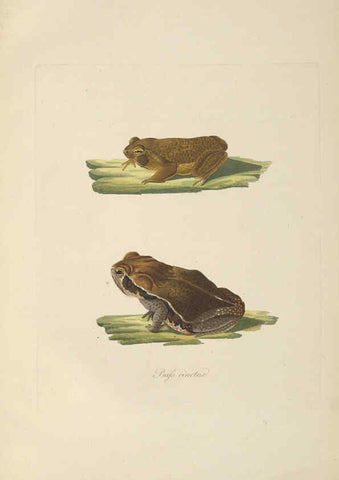 Reproducción/Reproduction 6012427202: Abbildungen zur Naturgeschichte Brasiliens Weimar :im Verlage des Grossherzogl. Sächs. priv. Landes-Industrie-Comptoirs,1822-1831