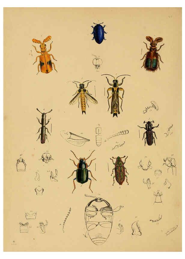 Reproducción/Reproduction 5974275401: The cabinet of oriental entomology London :William Smith, 113 Fleet Street,[1848] 
