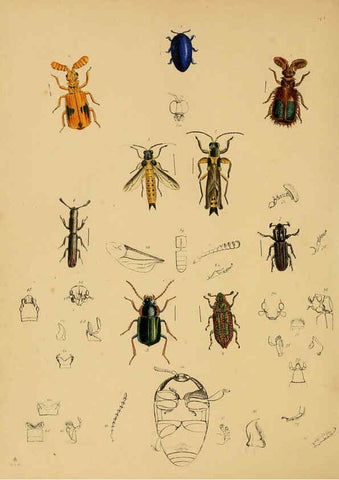Reproducción/Reproduction 5974275401: The cabinet of oriental entomology London :William Smith, 113 Fleet Street,[1848] 