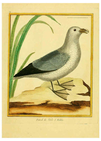 Reproducción/Reproduction 6008649387: Planches enluminées d'histoire naturelle t.1 Paris? :s.n.,1765-1783? 