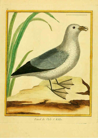 Reproducción/Reproduction 6008649387: Planches enluminées d'histoire naturelle t.1 Paris? :s.n.,1765-1783? 