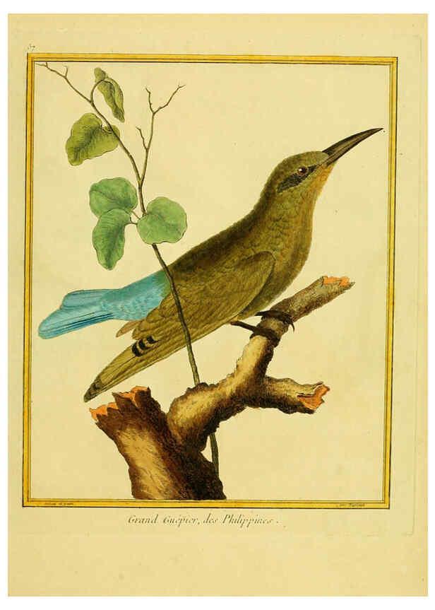 Reproducción/Reproduction 6009198128: Planches enluminées d'histoire naturelle t.1 Paris? :s.n.,1765-1783? 