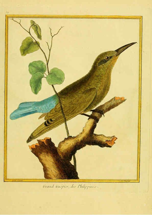 Reproducción/Reproduction 6009198128: Planches enluminées d'histoire naturelle t.1 Paris? :s.n.,1765-1783? 