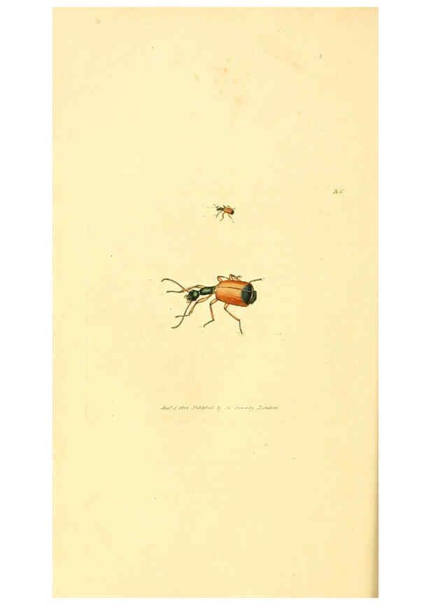 Reproducción/Reproduction 6008840472: The British miscellany London :Printed by R. Taylor & Co., and sold by the author, J. Sowerby by White, Johnson, Symonds, and all other booksellers,1806