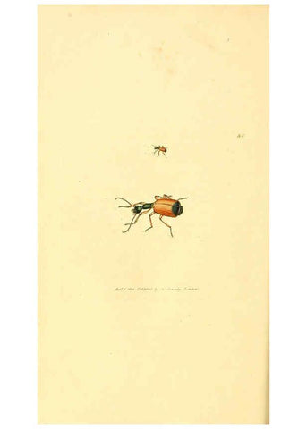 Reproducción/Reproduction 6008840472: The British miscellany London :Printed by R. Taylor & Co., and sold by the author, J. Sowerby by White, Johnson, Symonds, and all other booksellers,1806