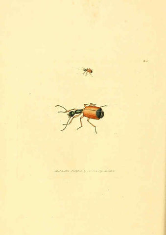 Reproducción/Reproduction 6008840472: The British miscellany London :Printed by R. Taylor & Co., and sold by the author, J. Sowerby by White, Johnson, Symonds, and all other booksellers,1806