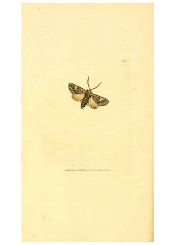 Reproducción/Reproduction 6008840724: The British miscellany London :Printed by R. Taylor & Co., and sold by the author, J. Sowerby by White, Johnson, Symonds, and all other booksellers,1806
