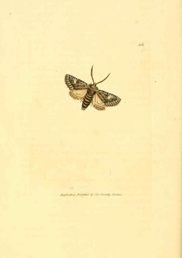 Reproducción/Reproduction 6008840724: The British miscellany London :Printed by R. Taylor & Co., and sold by the author, J. Sowerby by White, Johnson, Symonds, and all other booksellers,1806
