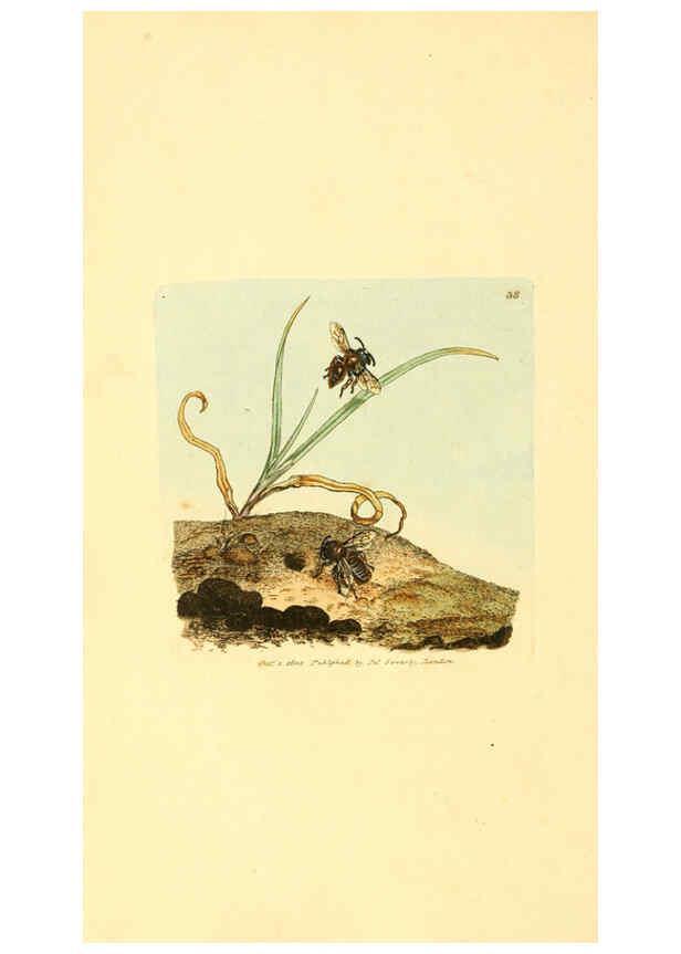 Reproducción/Reproduction 6008840930: The British miscellany London :Printed by R. Taylor & Co., and sold by the author, J. Sowerby by White, Johnson, Symonds, and all other booksellers,1806