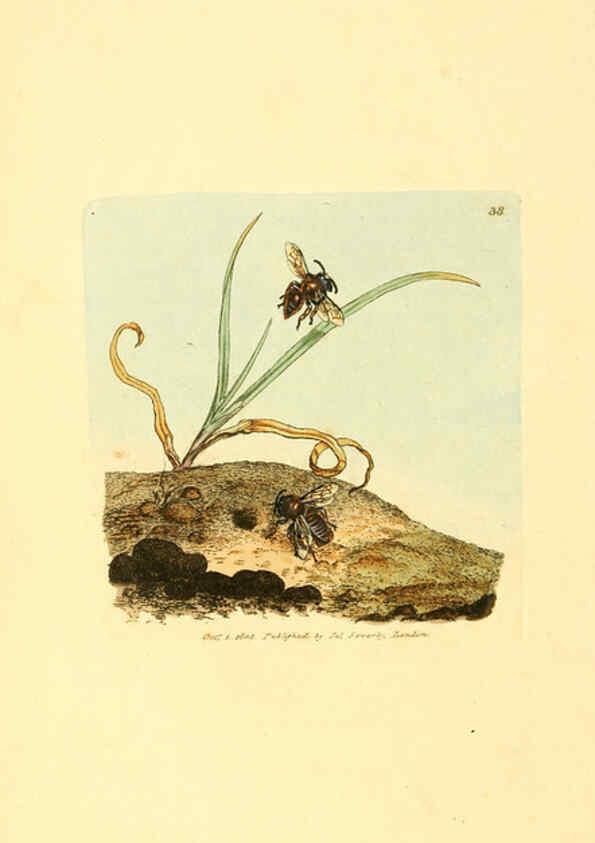 Reproducción/Reproduction 6008840930: The British miscellany London :Printed by R. Taylor & Co., and sold by the author, J. Sowerby by White, Johnson, Symonds, and all other booksellers,1806