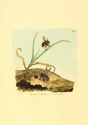 Reproducción/Reproduction 6008840930: The British miscellany London :Printed by R. Taylor & Co., and sold by the author, J. Sowerby by White, Johnson, Symonds, and all other booksellers,1806