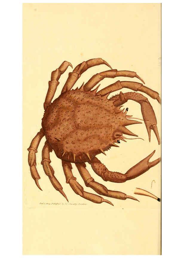 Reproducción/Reproduction 6008841264: The British miscellany London :Printed by R. Taylor & Co., and sold by the author, J. Sowerby by White, Johnson, Symonds, and all other booksellers,1806