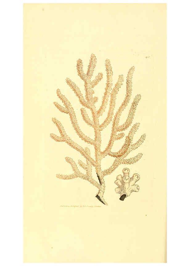 Reproducción/Reproduction 6008294067: The British miscellany London :Printed by R. Taylor & Co., and sold by the author, J. Sowerby by White, Johnson, Symonds, and all other booksellers,1806