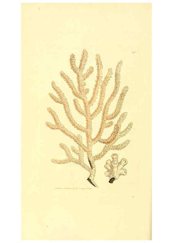 Reproducción/Reproduction 6008294067: The British miscellany London :Printed by R. Taylor & Co., and sold by the author, J. Sowerby by White, Johnson, Symonds, and all other booksellers,1806